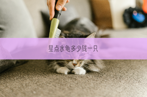 星点水龟多少钱一只