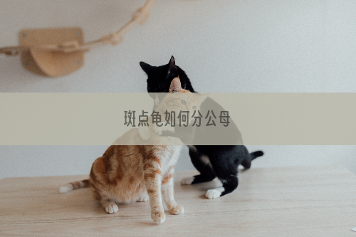 斑点龟如何分公母