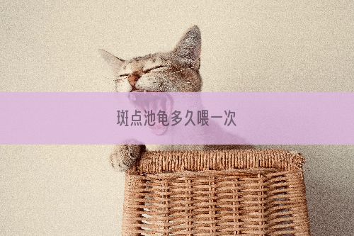 斑点池龟多久喂一次