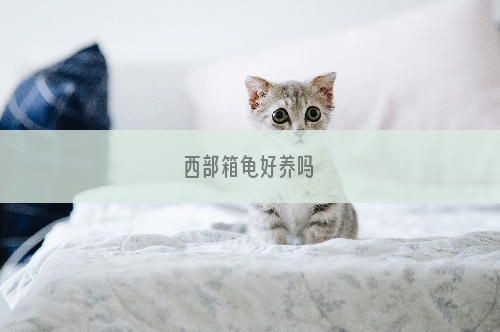 西部箱龟好养吗