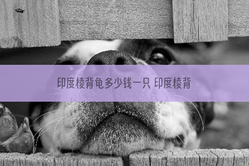印度棱背龟多少钱一只 印度棱背龟价钱