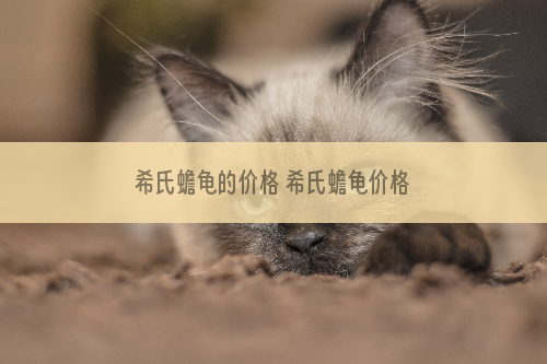 希氏蟾龟的价格 希氏蟾龟价格
