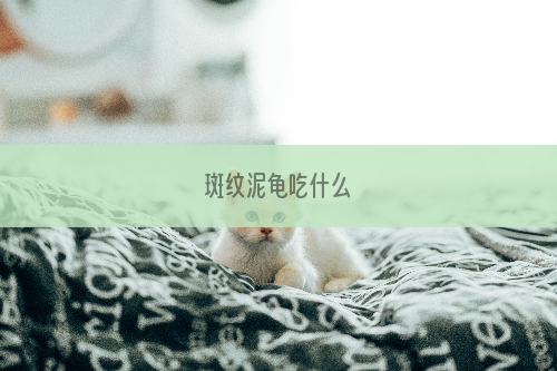 斑纹泥龟吃什么