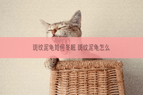 斑纹泥龟如何冬眠 斑纹泥龟怎么冬眠