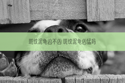 斑纹泥龟凶不凶 斑纹泥龟凶猛吗