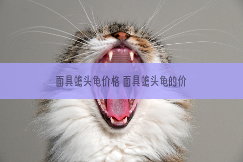 面具蟾头龟价格 面具蟾头龟的价格多少