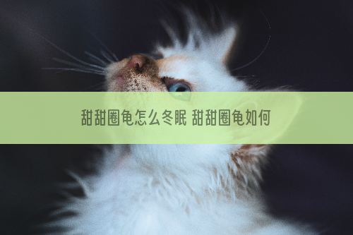 甜甜圈龟怎么冬眠 甜甜圈龟如何冬眠