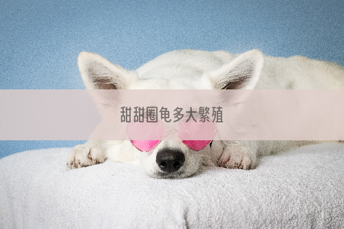甜甜圈龟多大繁殖