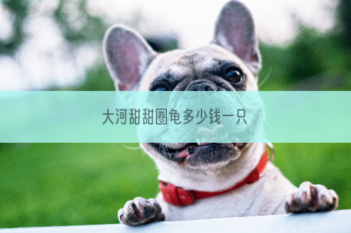 大河甜甜圈龟多少钱一只
