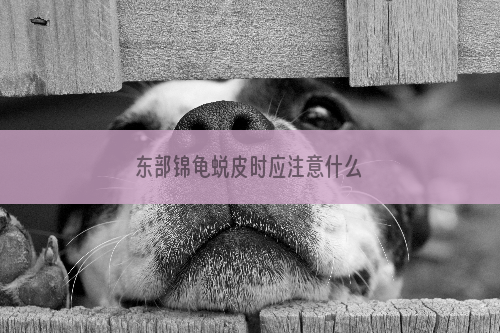 东部锦龟蜕皮时应注意什么