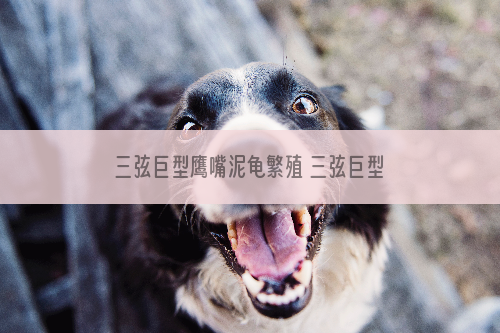 三弦巨型鹰嘴泥龟繁殖 三弦巨型鹰嘴泥龟的繁殖方式