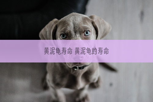 黄泥龟寿命 黄泥龟的寿命
