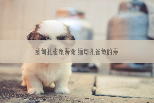 缅甸孔雀龟寿命 缅甸孔雀龟的寿命