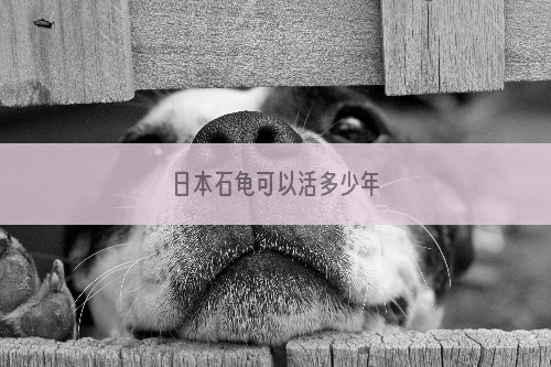 日本石龟可以活多少年