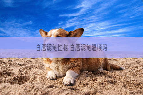 白唇泥龟性格 白唇泥龟温顺吗