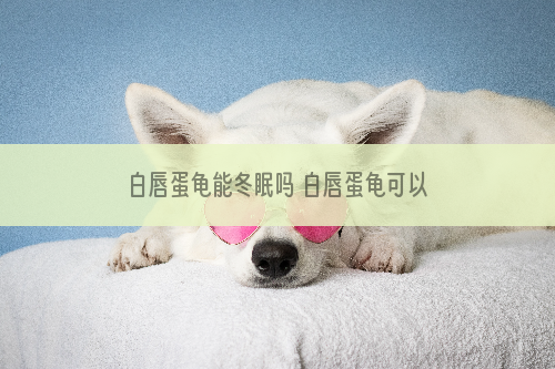 白唇蛋龟能冬眠吗 白唇蛋龟可以冬眠吗