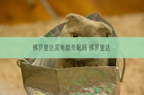 佛罗里达泥龟能冬眠吗 佛罗里达泥龟冬眠吗