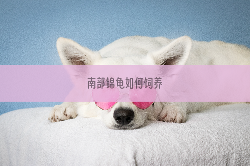 南部锦龟如何饲养