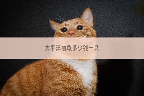 太平洋丽龟多少钱一只