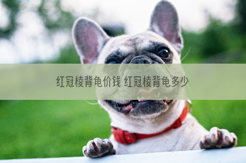 红冠棱背龟价钱 红冠棱背龟多少钱