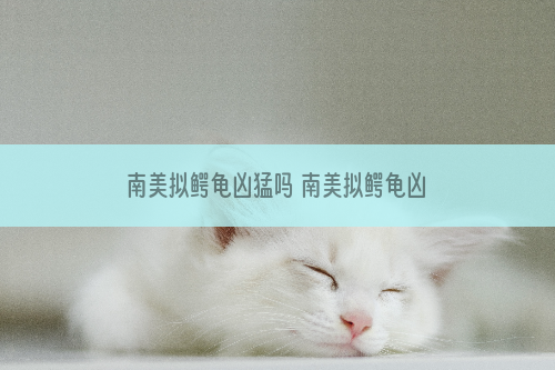 南美拟鳄龟凶猛吗 南美拟鳄龟凶吗