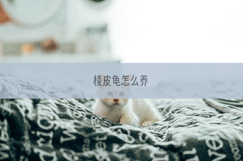 棱皮龟怎么养