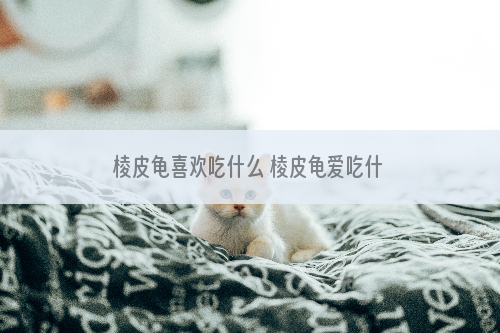 棱皮龟喜欢吃什么 棱皮龟爱吃什么