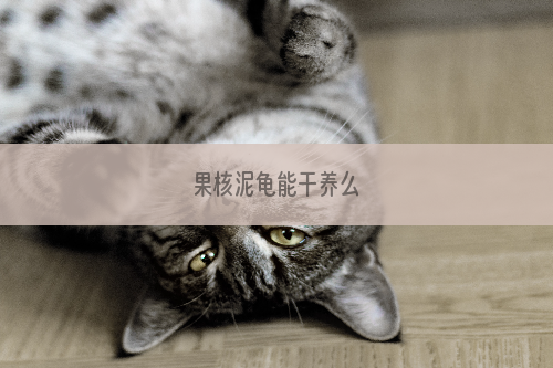 果核泥龟能干养么