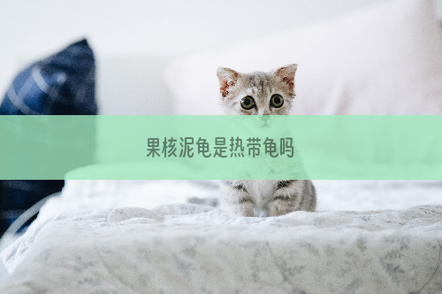果核泥龟是热带龟吗