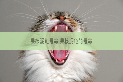 果核泥龟寿命 果核泥龟的寿命