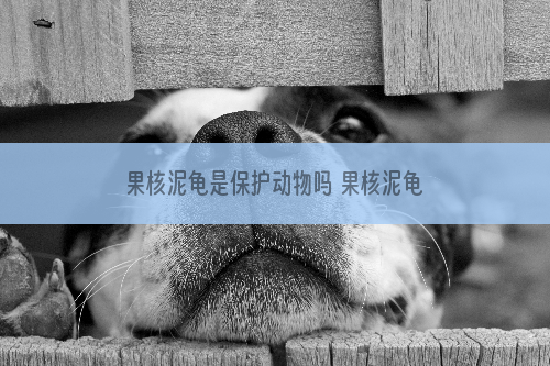果核泥龟是保护动物吗 果核泥龟是国家保护动物吗