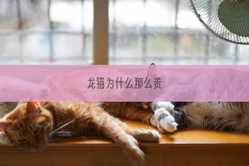 龙猫为什么那么贵