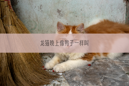 龙猫晚上像鸭子一样叫