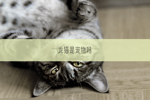 龙猫是宠物吗