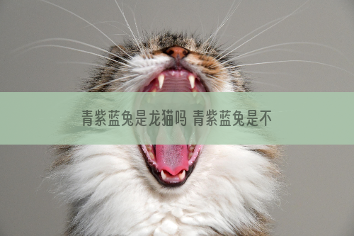 青紫蓝兔是龙猫吗 青紫蓝兔是不是龙猫