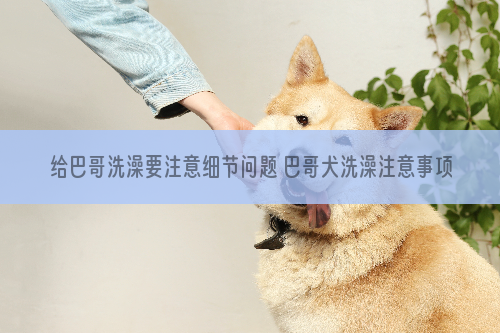 给巴哥洗澡要注意细节问题 巴哥犬洗澡注意事项