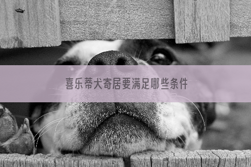 喜乐蒂犬寄居要满足哪些条件