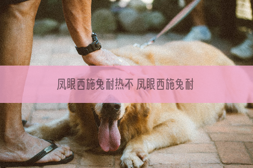 凤眼西施兔耐热不 凤眼西施兔耐热吗