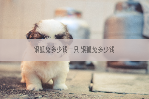 银狐兔多少钱一只 银狐兔多少钱