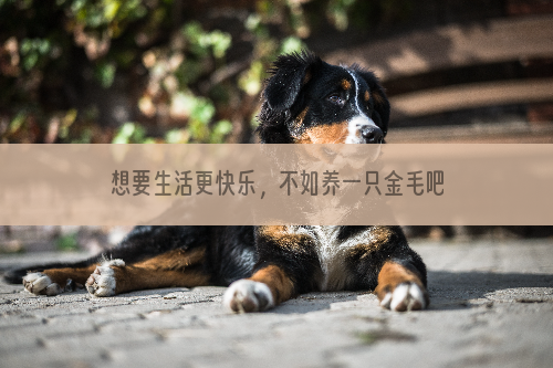 想要生活更快乐，不如养一只金毛吧