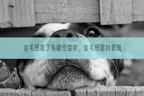 金毛感冒了有哪些症状，金毛感冒的表现