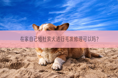 在家自己给杜宾犬进行毛发修理可以吗？