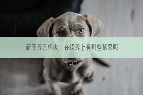 新手养茶杯犬，在饲养上有哪些禁忌呢