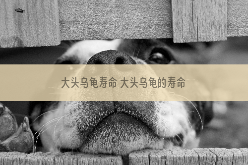 大头乌龟寿命 大头乌龟的寿命