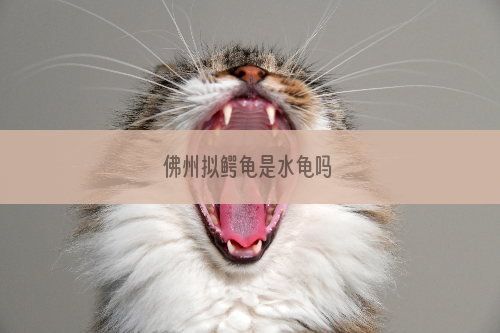 佛州拟鳄龟是水龟吗