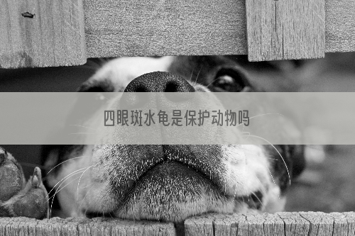 四眼斑水龟是保护动物吗