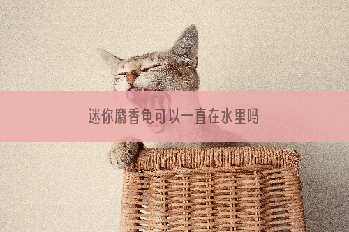 迷你麝香龟可以一直在水里吗