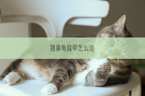 猪鼻龟腐甲怎么治