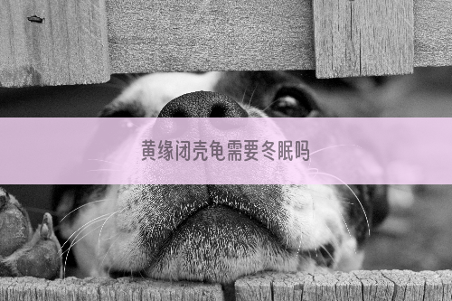 黄缘闭壳龟需要冬眠吗