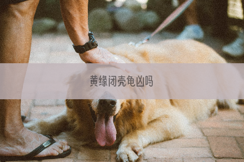 黄缘闭壳龟凶吗